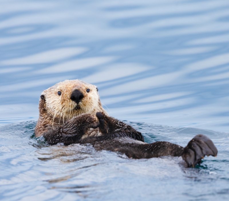 Sea Otter