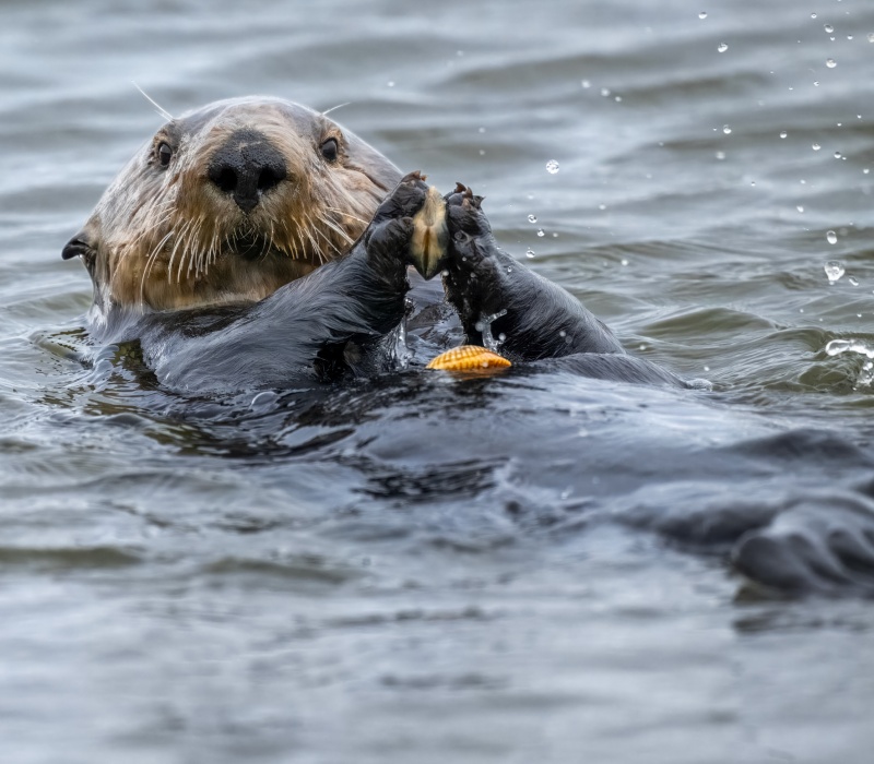 Sea Otter