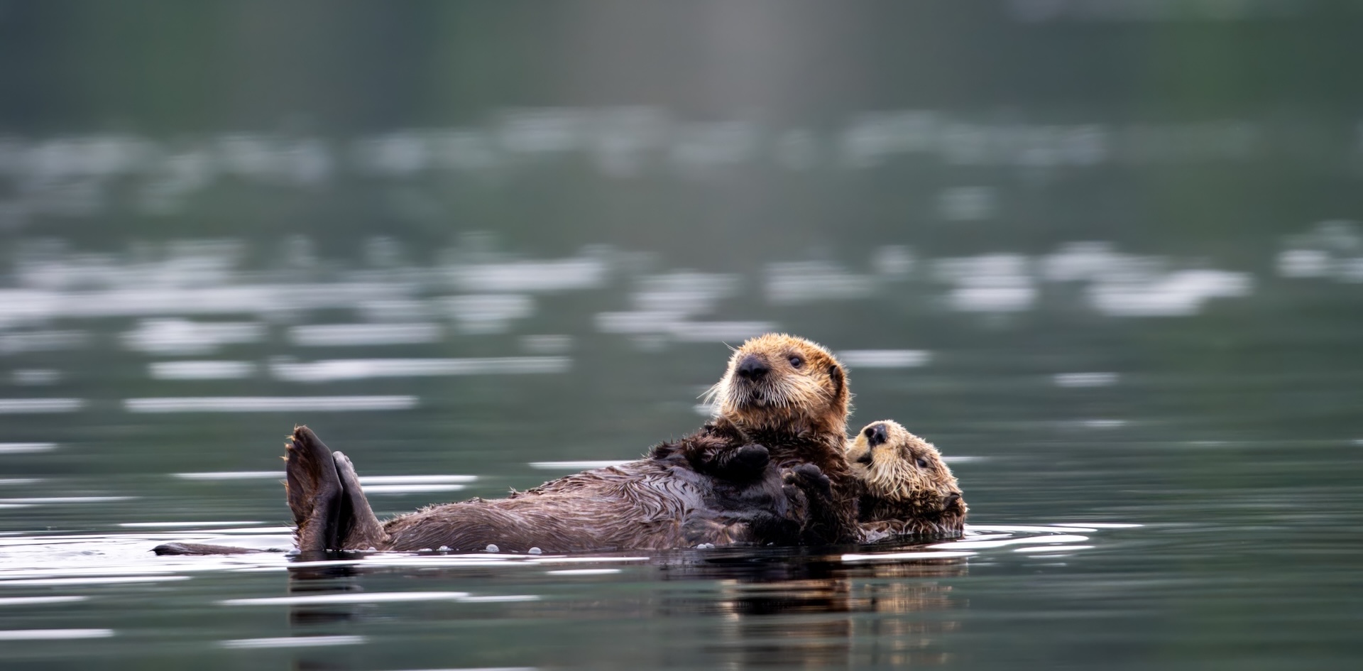 Sea Otters