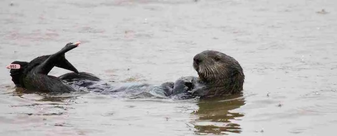 Otter Grooms in Rain