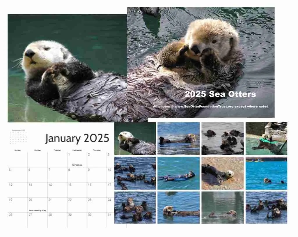 2025 sea otter calendar