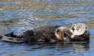 22 optim mom with fluffy pup pat head