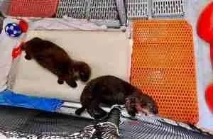 Alaska SeaLife Center sea otters in-nursery