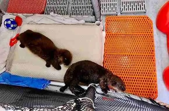 Sea Ptters om Nursery