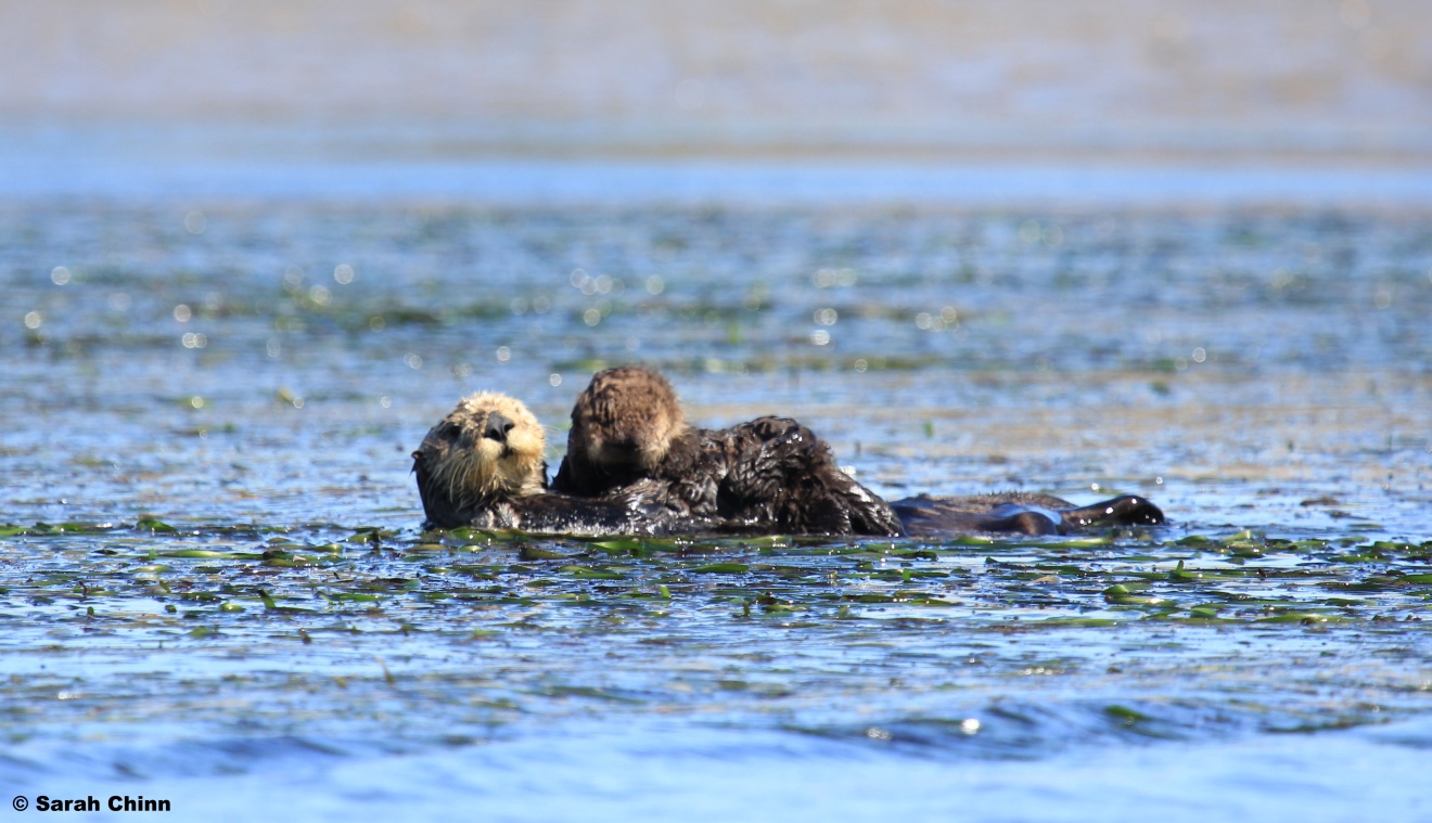sea otter mother and sea otter pup