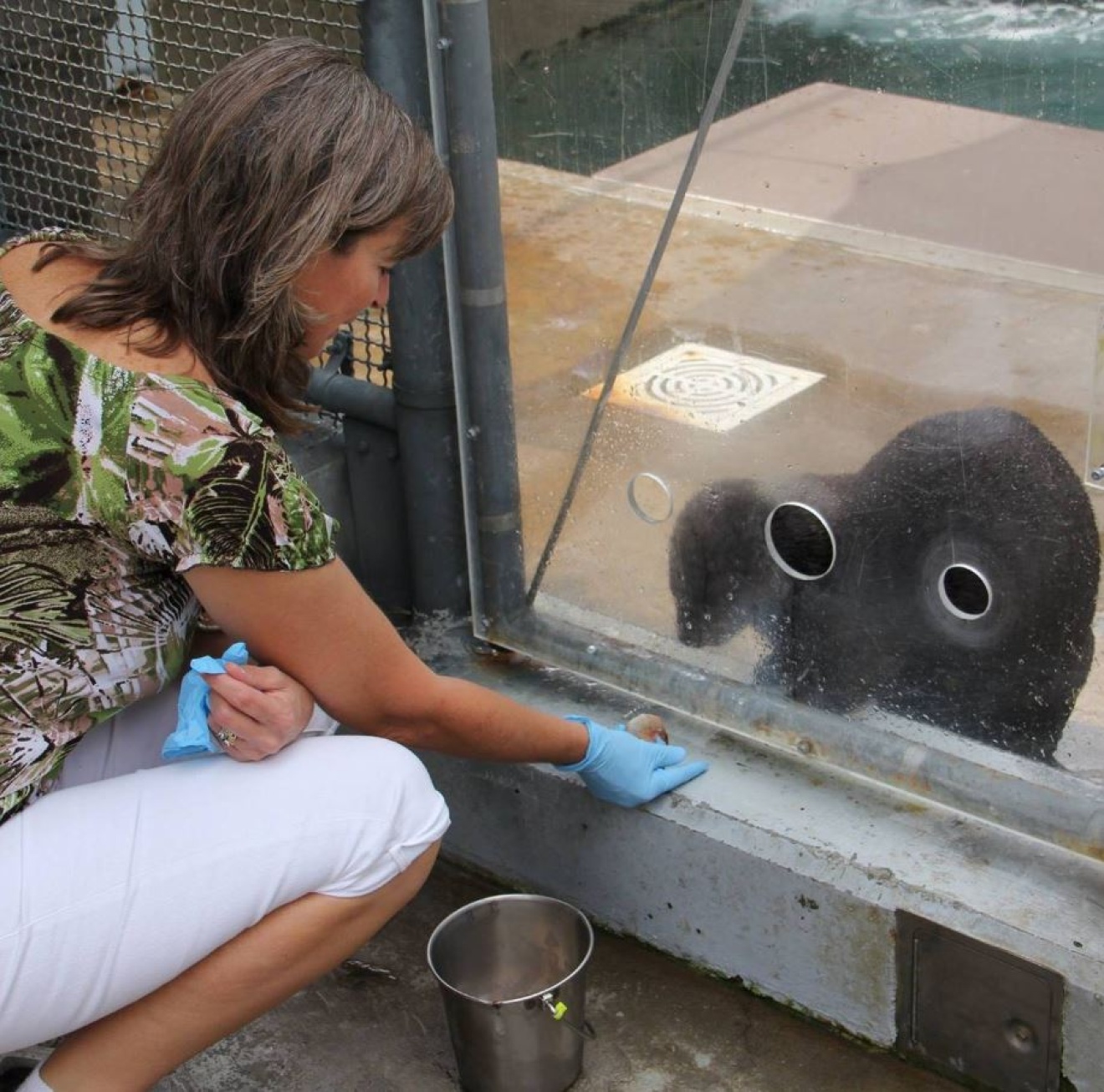 feeding a sea otter