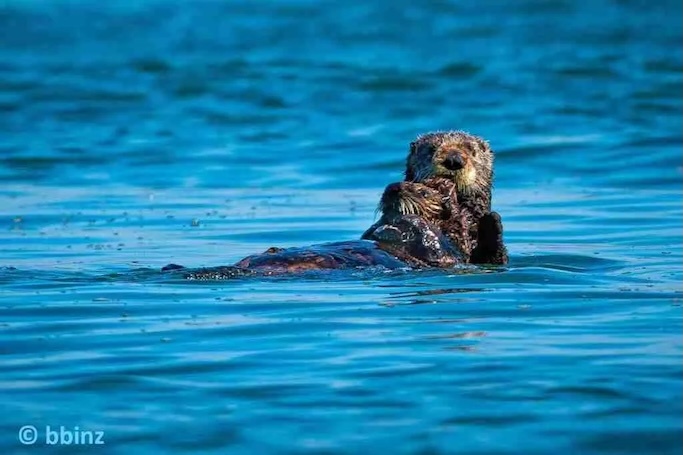 Sea Otter