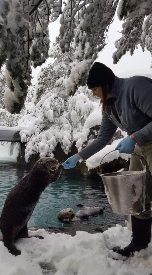 sea otter jobs