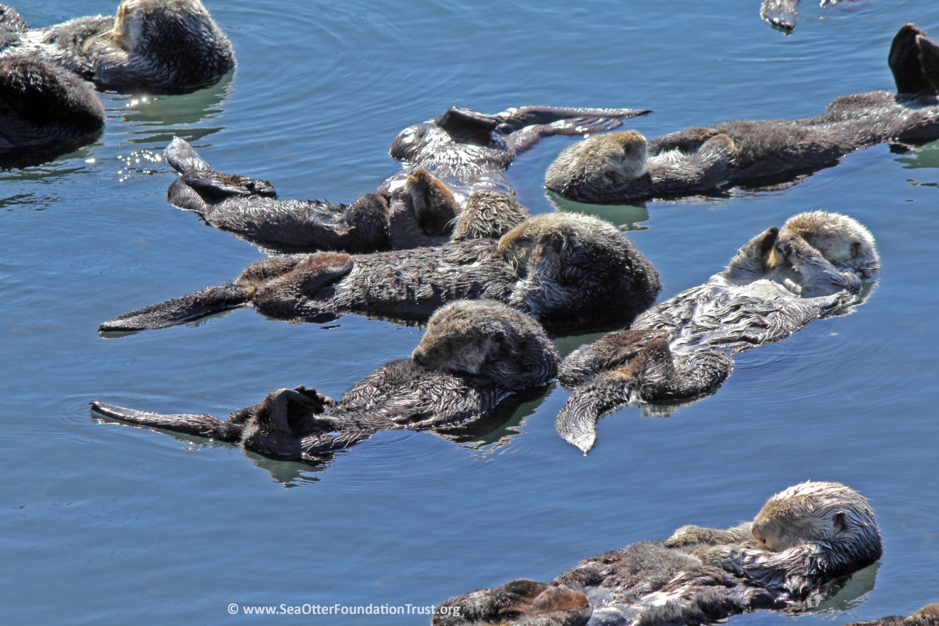 group of sea otters