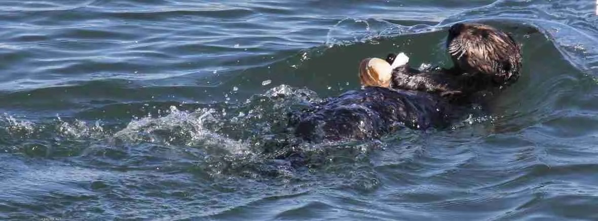 Sea Otter