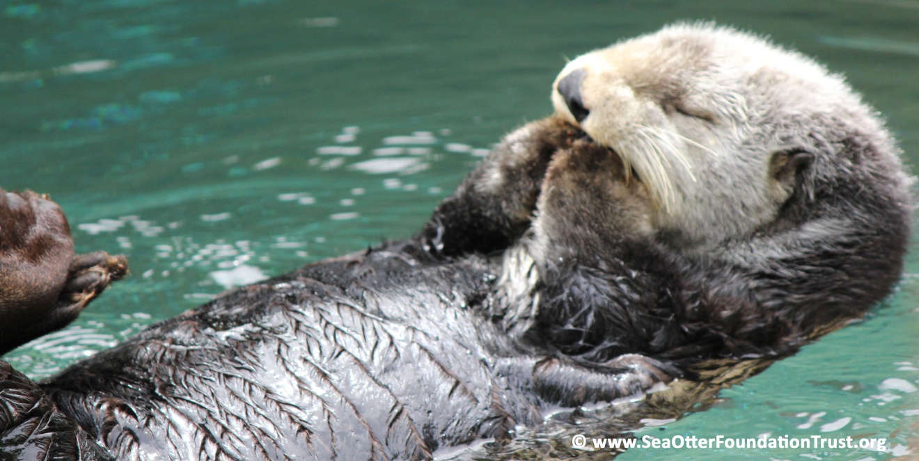 sea otter grooms