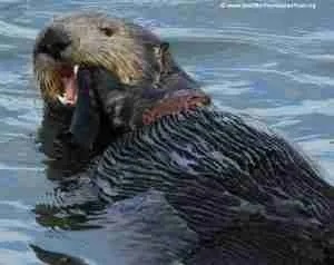 Sea Otter Word Oceans day