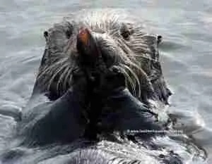 SO ES chowin down SOFT m and c