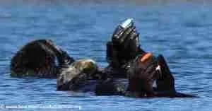 So tag location SOFT flipper