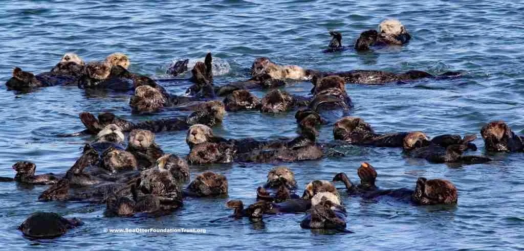 SOFT ES MG 3414 raft c and m