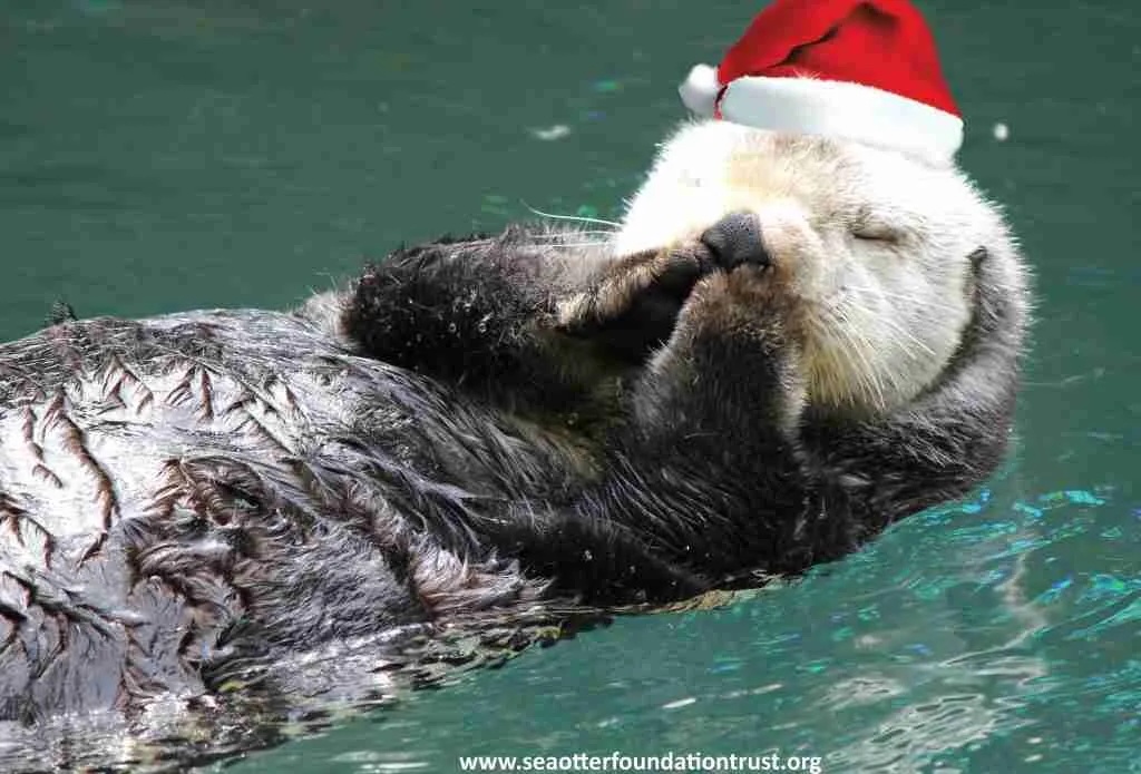 SOFT holiday hat otter