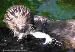 Sea otter eating at Seattle Aquarium