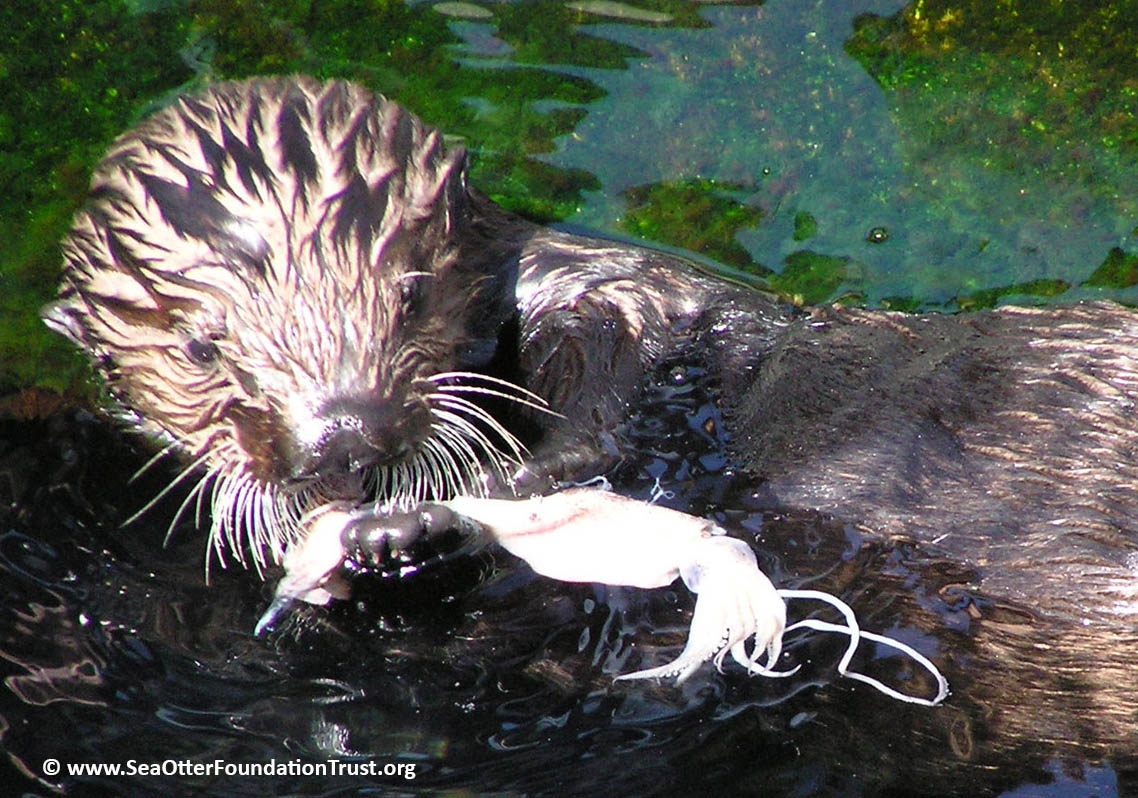 sea otter with food
