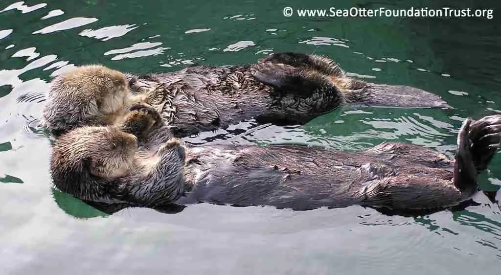 Sea Otters 04