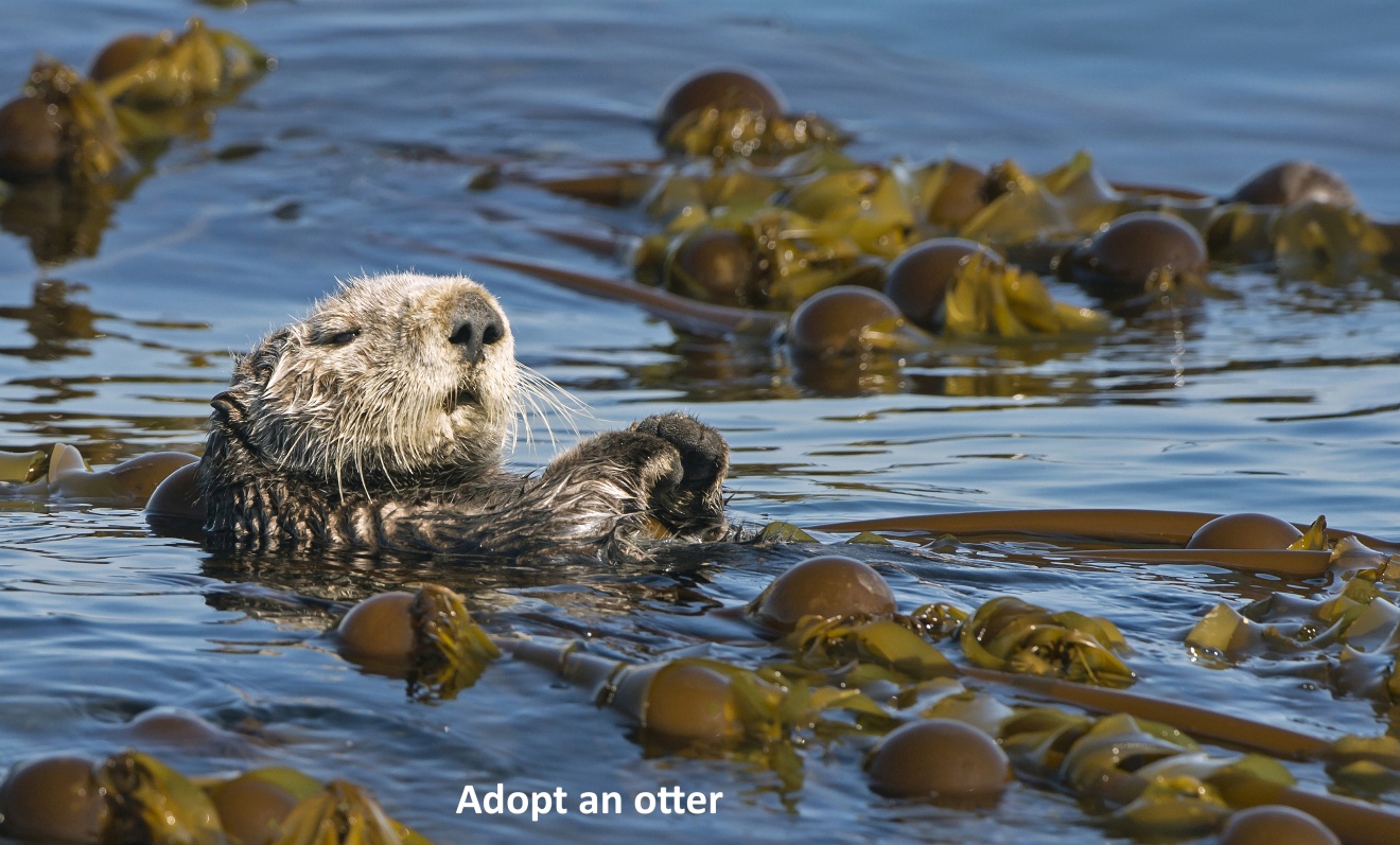 sea otter in kelp
