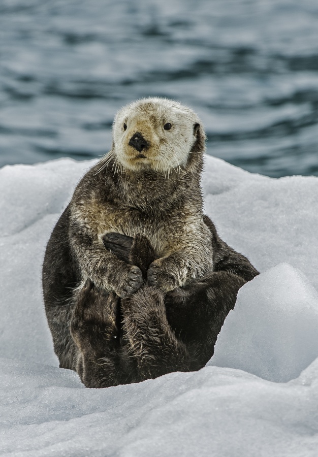 sea otter floats on ice
