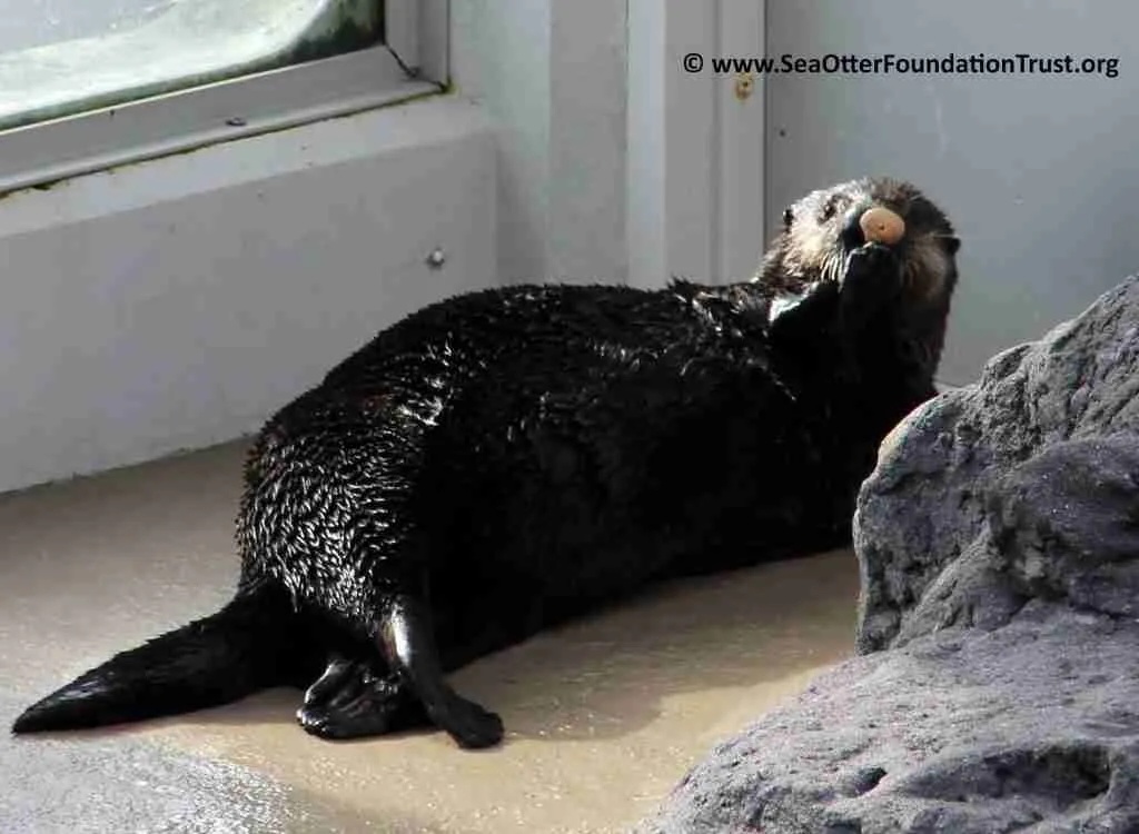 Seiku with clam in corner SOFT