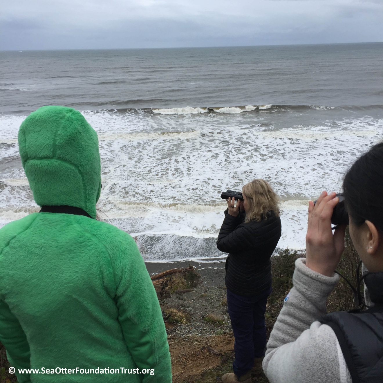 sea otter stranding response