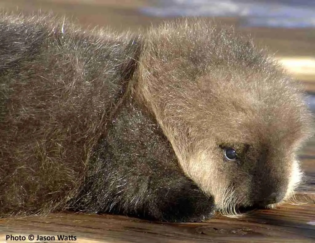 babyotter 3 from Jasons site