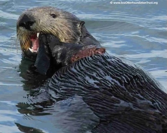Sea Otter