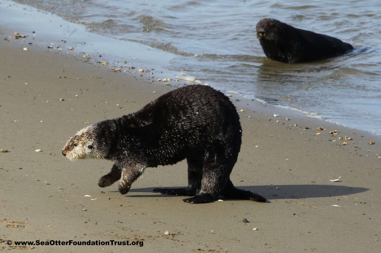 clapping sea otter ES FB 032316 pm scaled