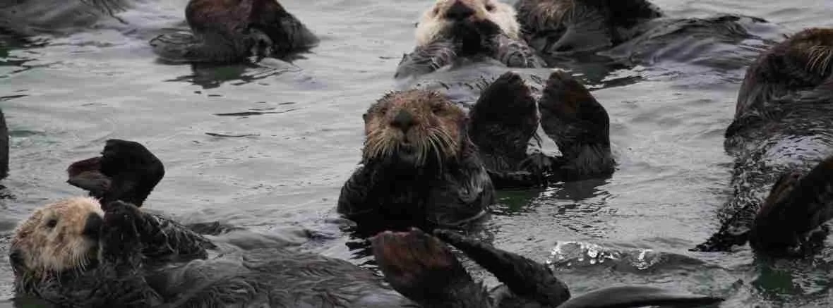 Elkhorn Slough Group