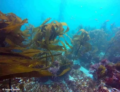 Kelp Forest