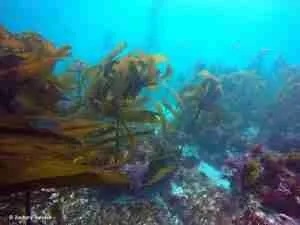 Kelp Forest