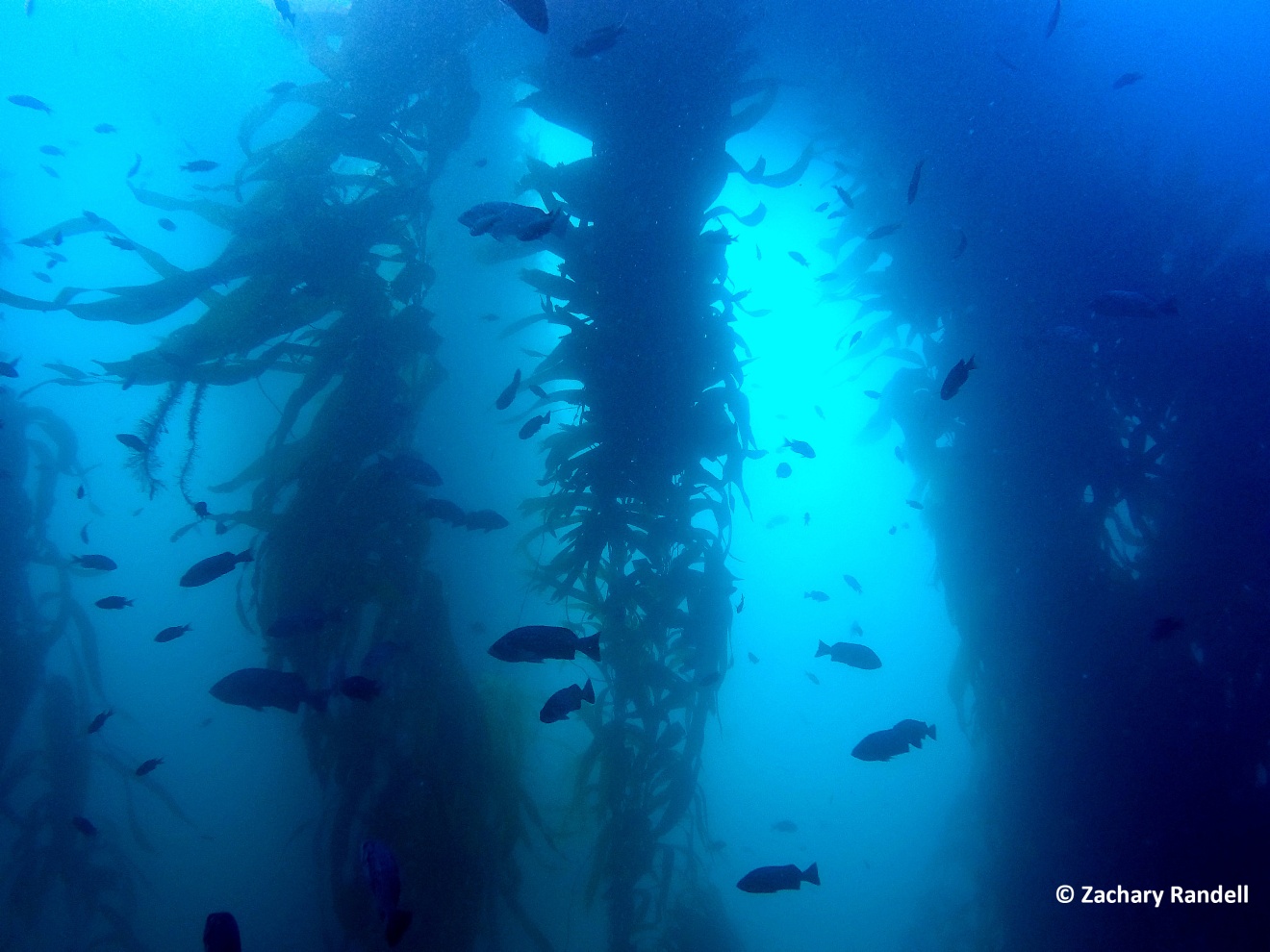 fish in kelp forest