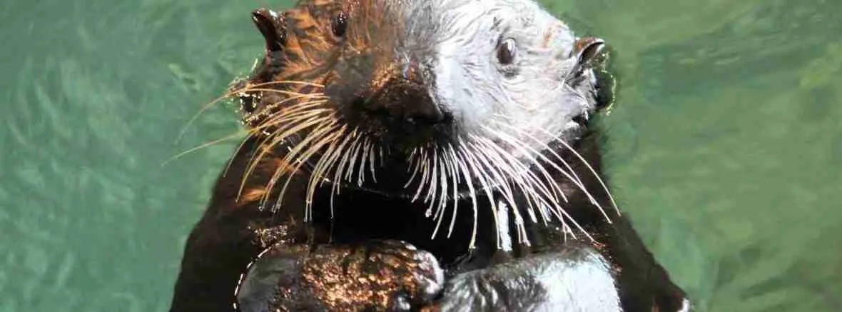 mattie for email and web small