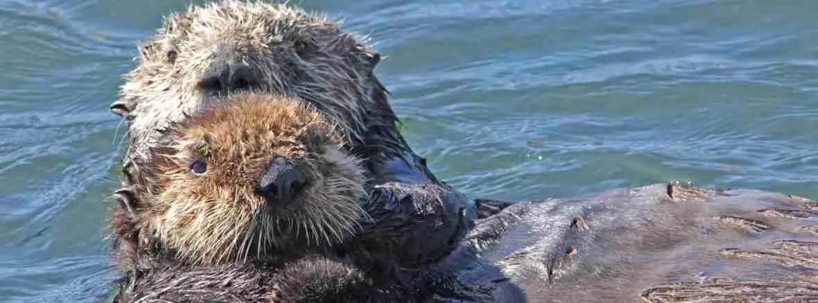 mom and pup sweey face SOFT