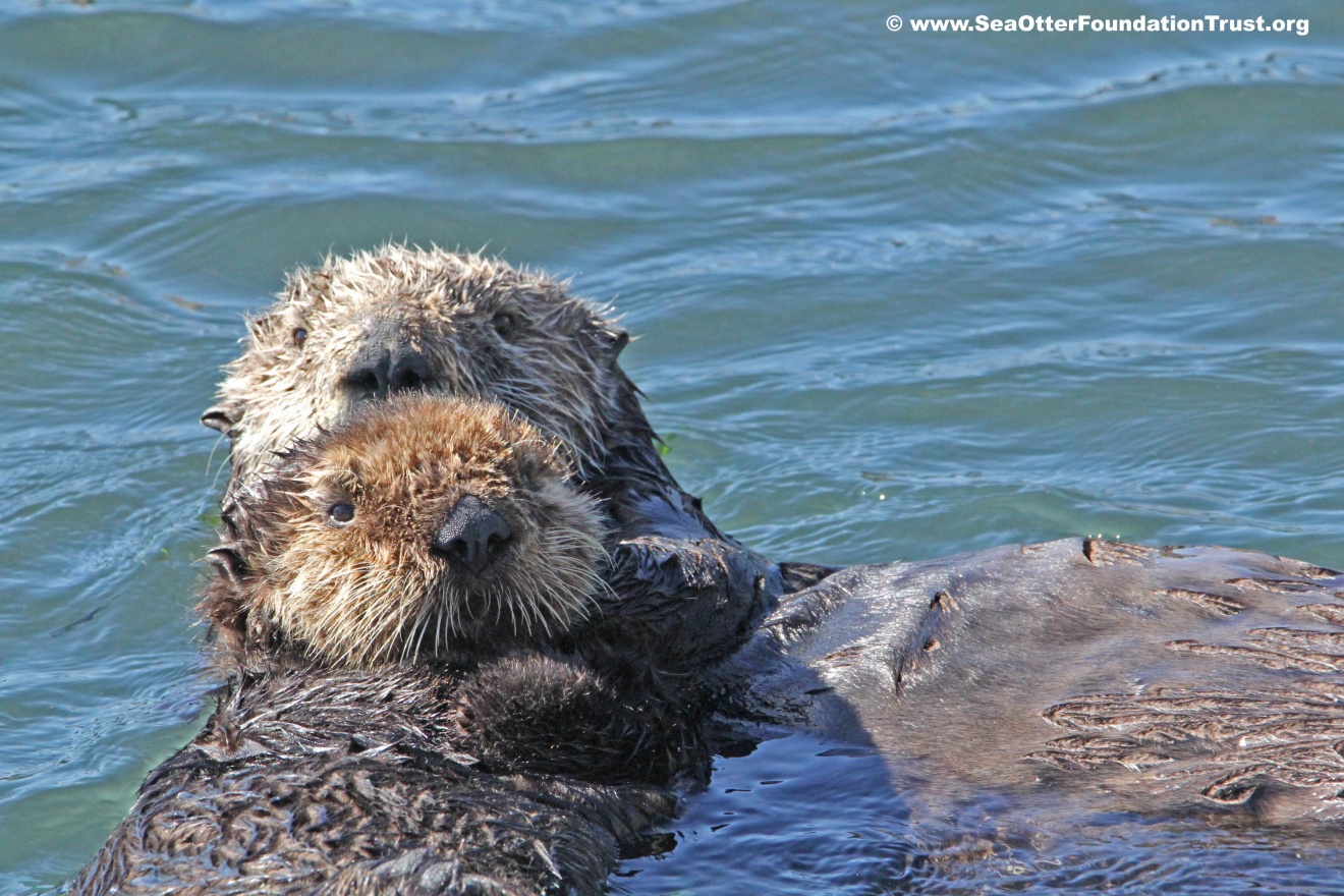 otter mother and sea otter pup