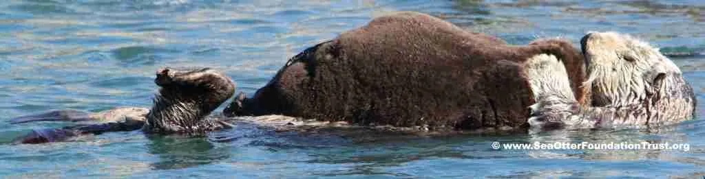 mom wit fluffy large pup