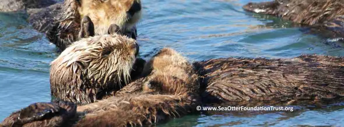 mother and pup m and c