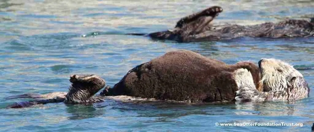 optim mom with fluffly large