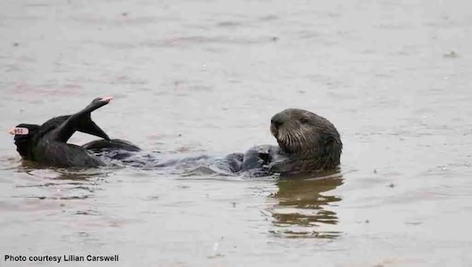 Sea Otter Grooms