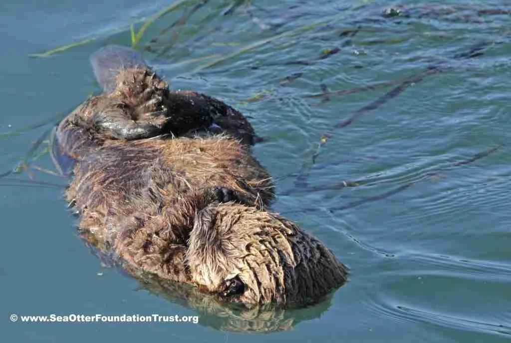 pup sungle SOFT meta and c