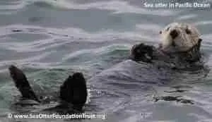 Sea otter in the Pacific Ocean