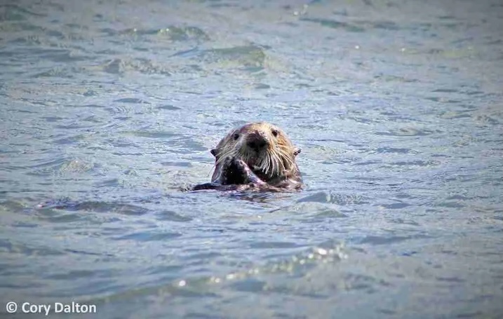 Sea Otter