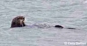 Sea Otter