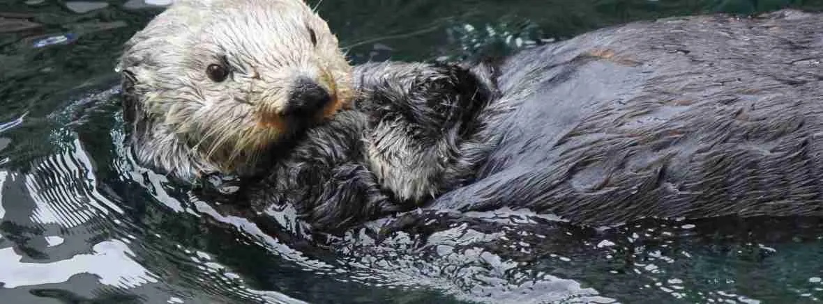 sea otter grooming