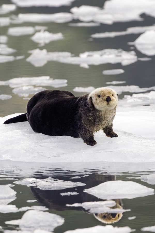 sea otter on ice and snow