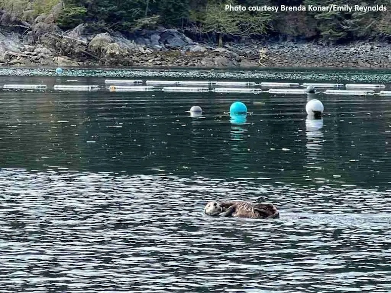 Sea Otter Near Oyster Farm