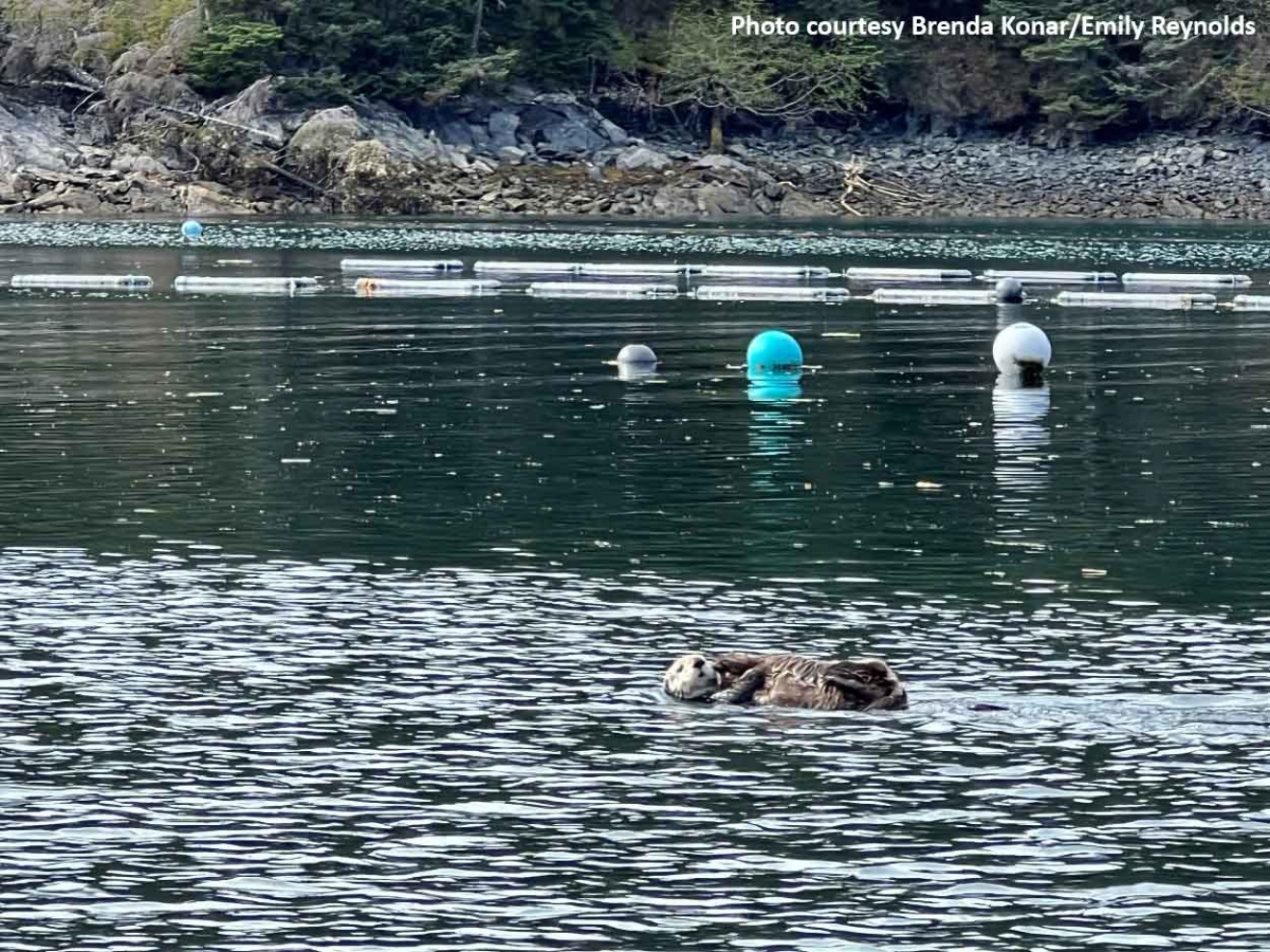 sea otter at fishery