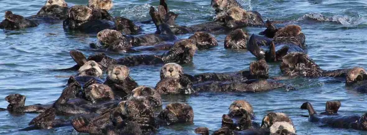 sea otter raft